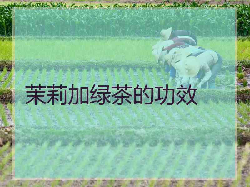 茉莉加绿茶的功效 茉莉加绿茶的功效