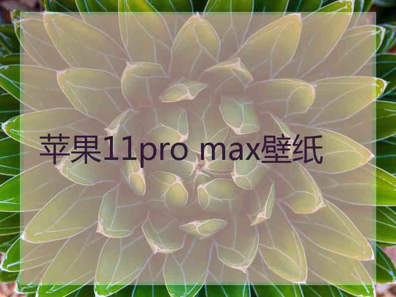 苹果11pro max壁纸