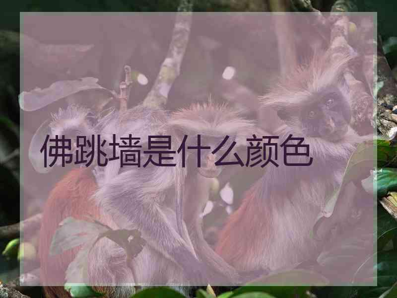 佛跳墙是什么颜色
