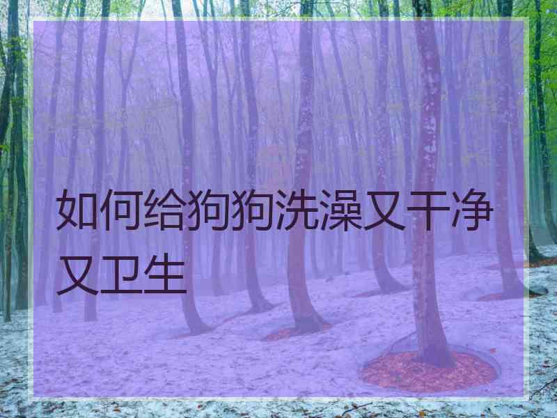 如何给狗狗洗澡又干净又卫生