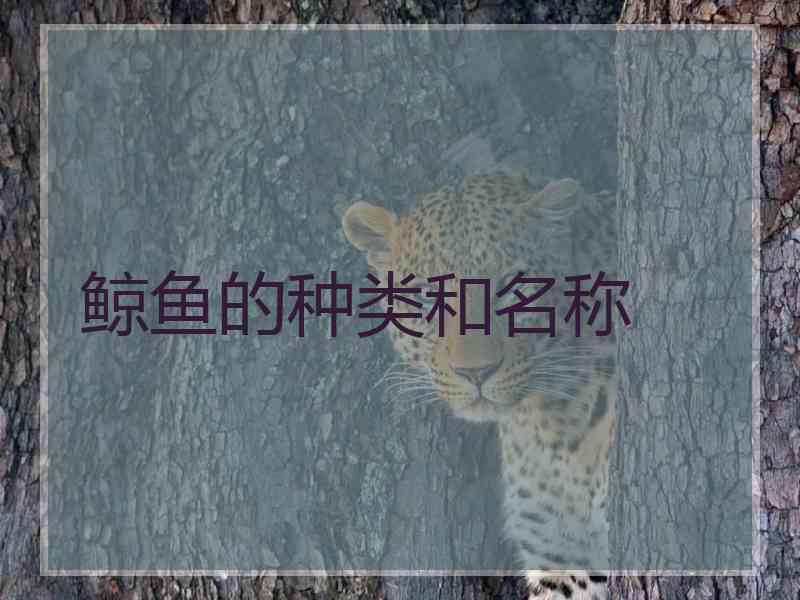 鲸鱼的种类和名称