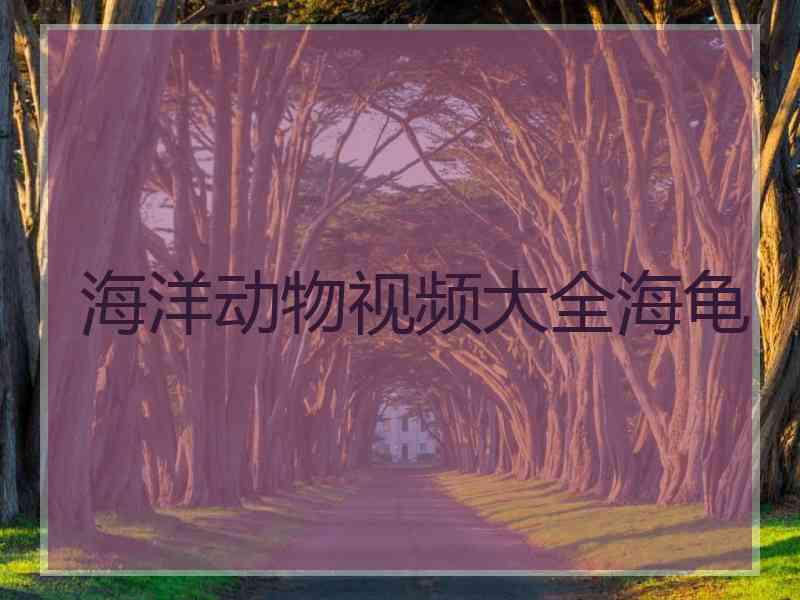 海洋动物视频大全海龟