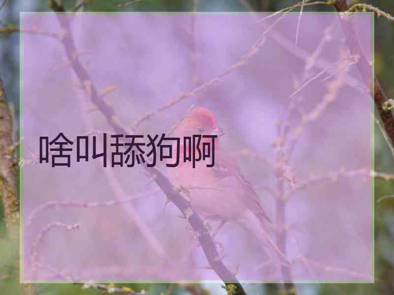 啥叫舔狗啊